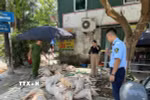 Số lợn không đảm bảo vệ sinh thú y đang được sơ chế, chuẩn bị quay nướng làm thực phẩm tại phường Đồng Tâm, thành phố Vĩnh Yên. (Ảnh: TTXVN phát)