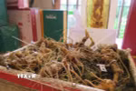 Sâm Ngọc Linh. (Ảnh: Dư Toán/TTXVN)
