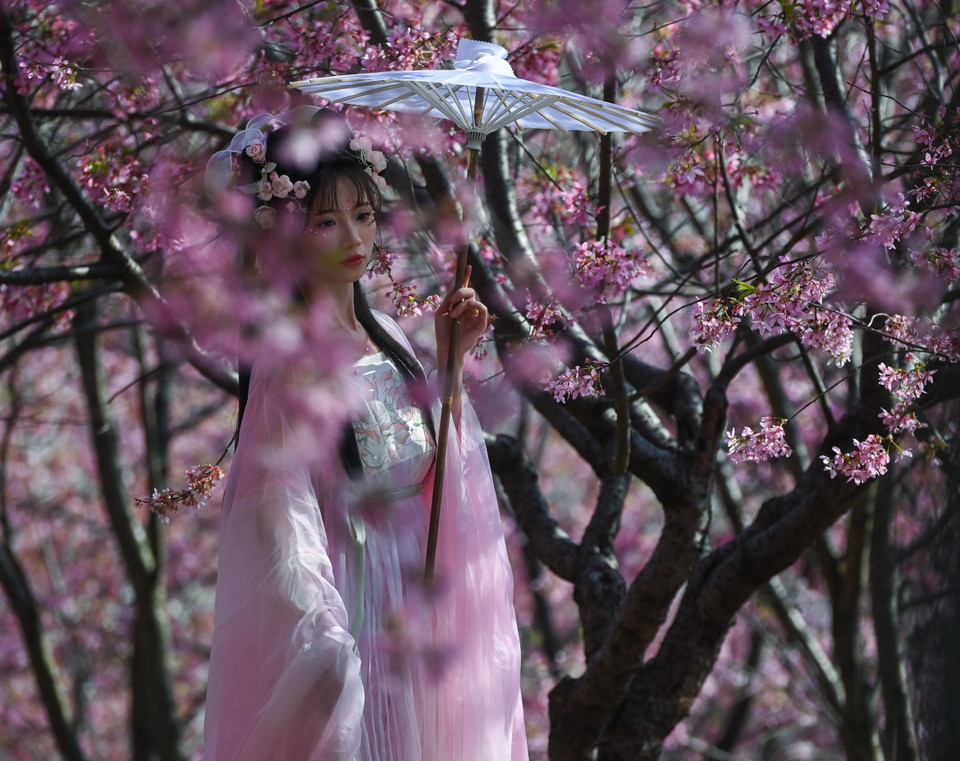 Trong tiết xuân tháng Ba và tháng Tư, hoa anh đào bắt đầu khoe sắc ở nhiều quốc gia trên thế giới. Tiết trời se se lạnh, những cánh hoa mỏng manh đua nhau nở rộ, tạo ra khung cảnh đẹp như tranh vẽ. Ảnh: Du khách ghi lại khoảnh khắc bên hoa anh đào quyến rũ tại Hàng Châu, tỉnh Chiết Giang (Trung Quốc). (Ảnh: THX/TTXVN)