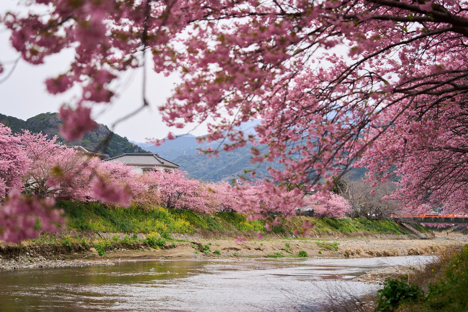 Trong tiết xuân tháng Ba và tháng Tư, hoa anh đào bắt đầu khoe sắc ở nhiều quốc gia trên thế giới. Tiết trời se se lạnh, những cánh hoa mỏng manh đua nhau nở rộ, tạo ra khung cảnh đẹp như tranh vẽ. Ảnh: Du khách chiêm ngưỡng vẻ đẹp quyến rũ của hoa anh đào tại Kawazu, tỉnh Shizuoka (Nhật Bản). (Ảnh: THX/TTXVN)