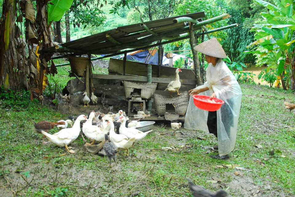 Nhiều gia đình may mắn đưa được gia súc, gia cầm lên bờ. (Ảnh: Xuân Tư/TTXVN)