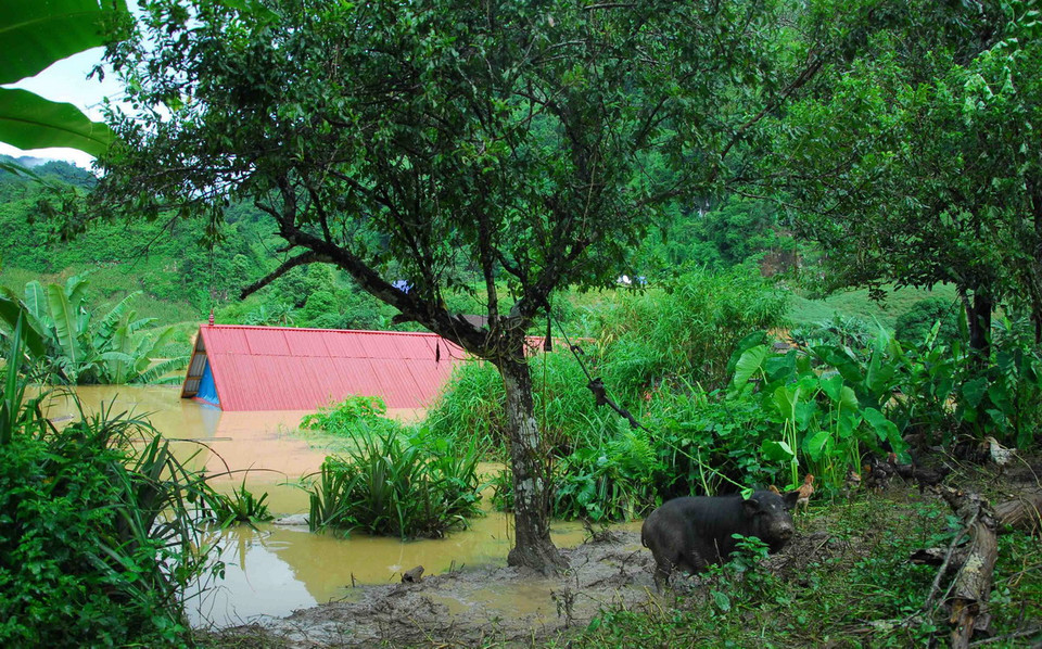 Nhiều gia đình may mắn đưa được gia súc, gia cầm lên bờ. (Ảnh: Xuân Tư/TTXVN)