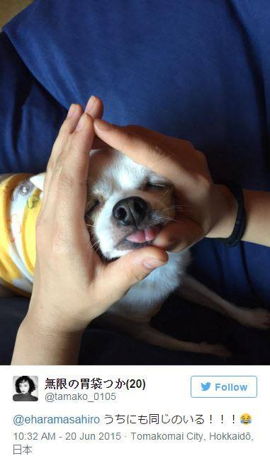 Thậm chí, nhiều người khác còn làm hành động đáng yêu này trên cả thú cưng, bạn bè và chính bản thân mình. (Nguồn: CCTVNews) 