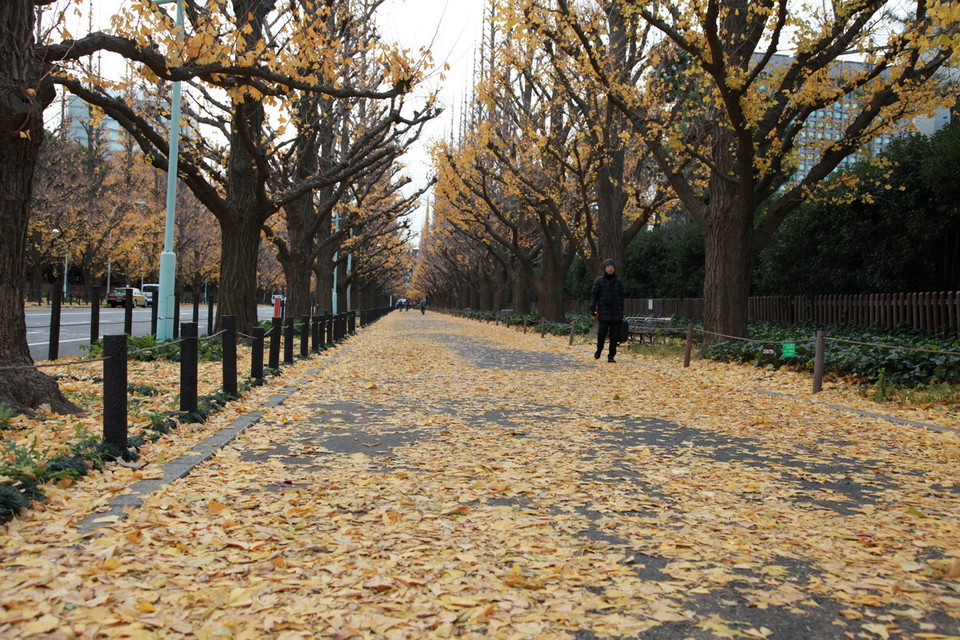 Tokyo cuối thu như một bản giao hưởng đang ngân lên những nốt nhạc cuối cùng với đủ các cung bậc màu sắc. Mùa Đông đã bắt đầu gõ cửa Tokyo. (Ảnh: Nguyễn Tuyến/TTXVN)