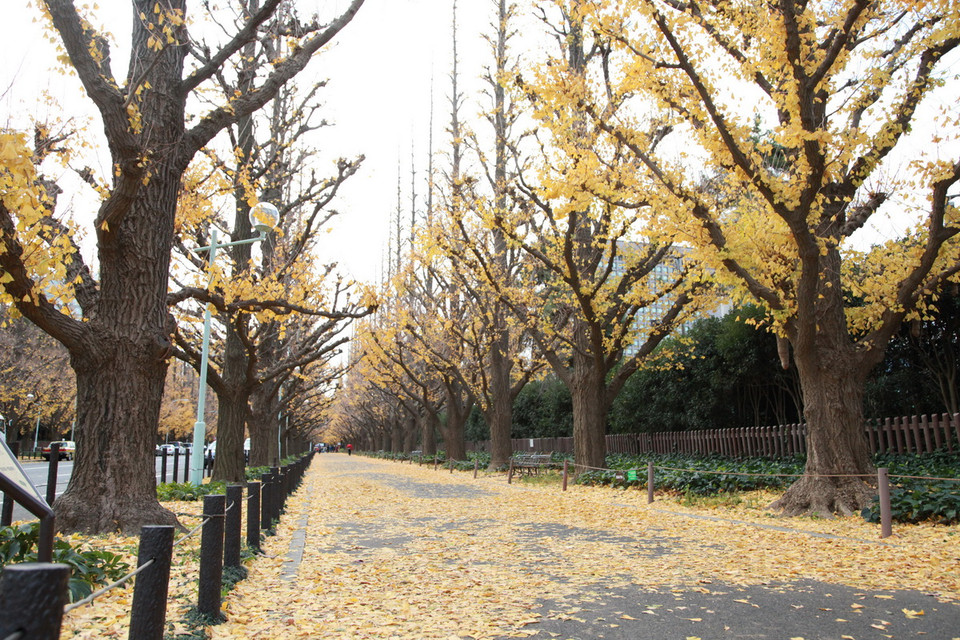 Những tuyến đường nhuộm đầy sắc vàng ở thủ đô Tokyo (Nhật Bản). (Ảnh: Nguyễn Tuyến/TTXVN)