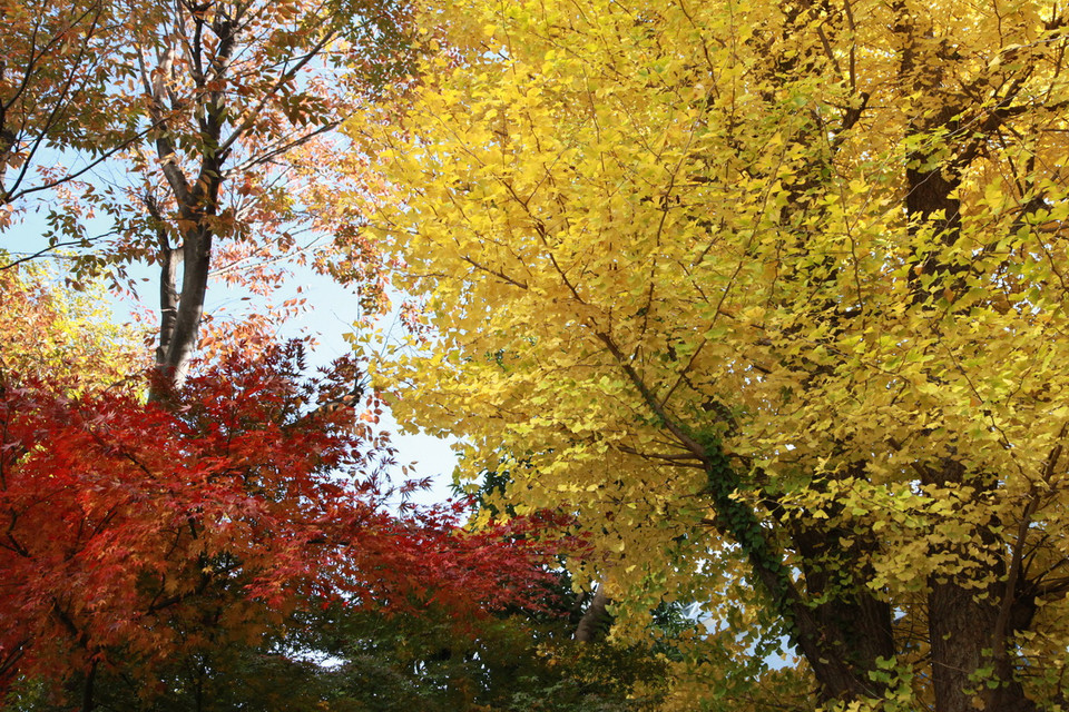 Bầu trời Tokyo rực rỡ với các màu lá xanh, vàng, đỏ cuối Thu. (Ảnh: Nguyễn Tuyến/TTXVN) 