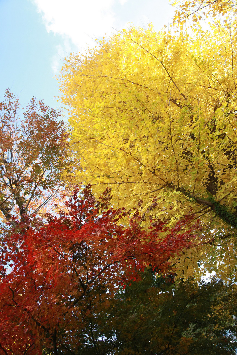 Bầu trời Tokyo rực rỡ với các màu lá xanh, vàng, đỏ cuối thu. (Ảnh: Nguyễn Tuyến/TTXVN) 