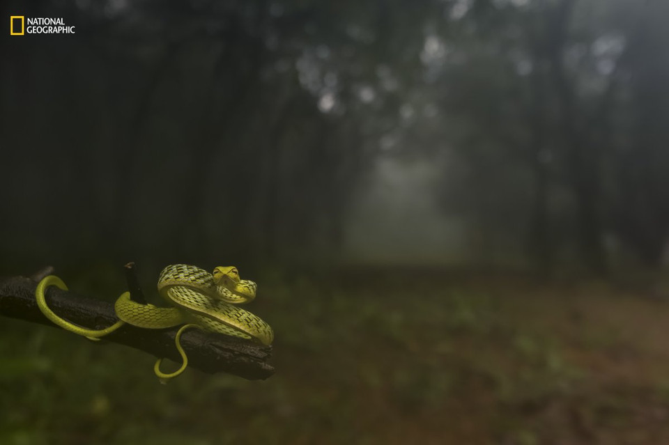 Một chú rắn được chụp hình vào sáng sớm ở rừng mưa thuộc Amboli (Maharashtra, Ấn Độ). (Nguồn: businessinsider.com)