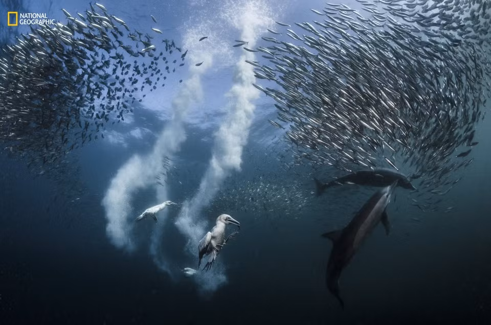 Trên hành trình di cư dọc bờ biển Wild Coast của Nam Phi, hàng triệu con cá mòi không biết rằng chúng đang trở thành món điểm tâm của nhiều kẻ đi săn như cá heo, chim biển, cá mập, cá voi, chim cánh cụt hay sư tử biển. Tuy nhiên, trong những năm gần đây, do đánh bắt quá mức và thay đổi khí hậu mà lượng cá mòi liên tục giảm, điều này ảnh hướng tới cả chuỗi thức ăn trong khu vực. (Nguồn: businessinsider.com)