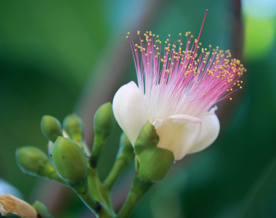 Hoa Bàng vuông trên đảo An Bang. (Ảnh: Minh Quyết/TTXVN)