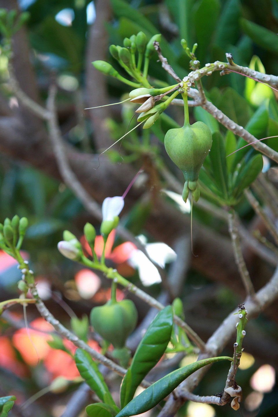 Quả Bàng Vuông, loại quả đặc trưng trên quần đảo Trường Sa. (Ảnh: Minh Quyết/TTXVN)