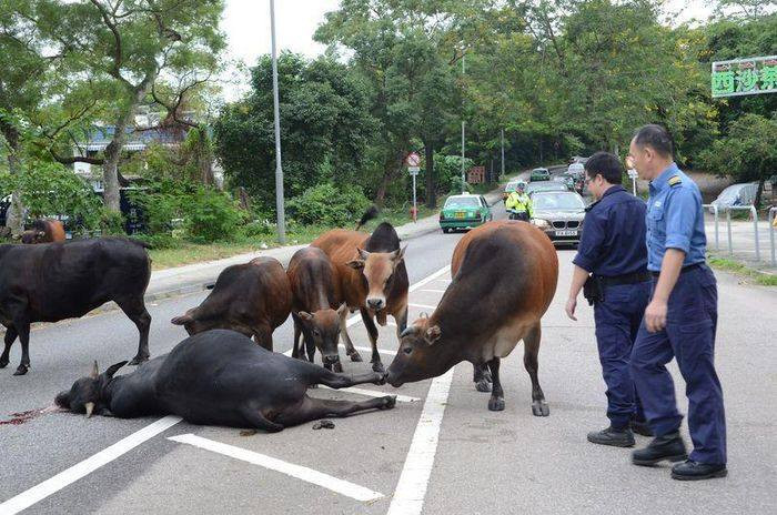 Bất chấp những người lái xe bấm còi, đàn bò vẫn tụ tập trên đường Sai Sha, Hong Kong (Trung Quốc). (Nguồn: CCTVNews)