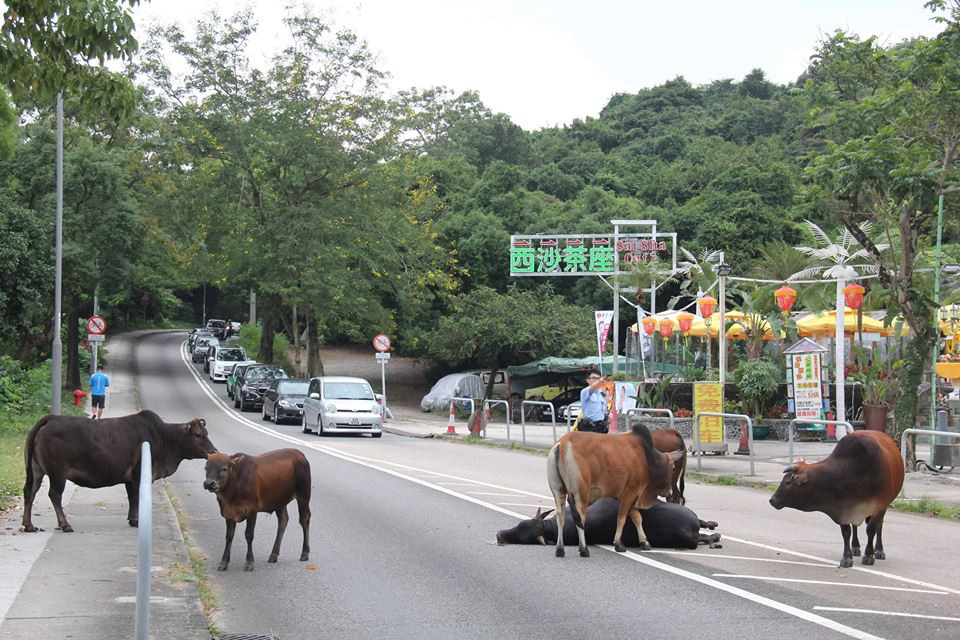 Cảnh sát đã buộc phải dùng nhiều biện pháp để giải tán đàn bò. Đáng tiếc là chú bò bị xe đâm không thể sống lại. (Nguồn: CCTVNews)
