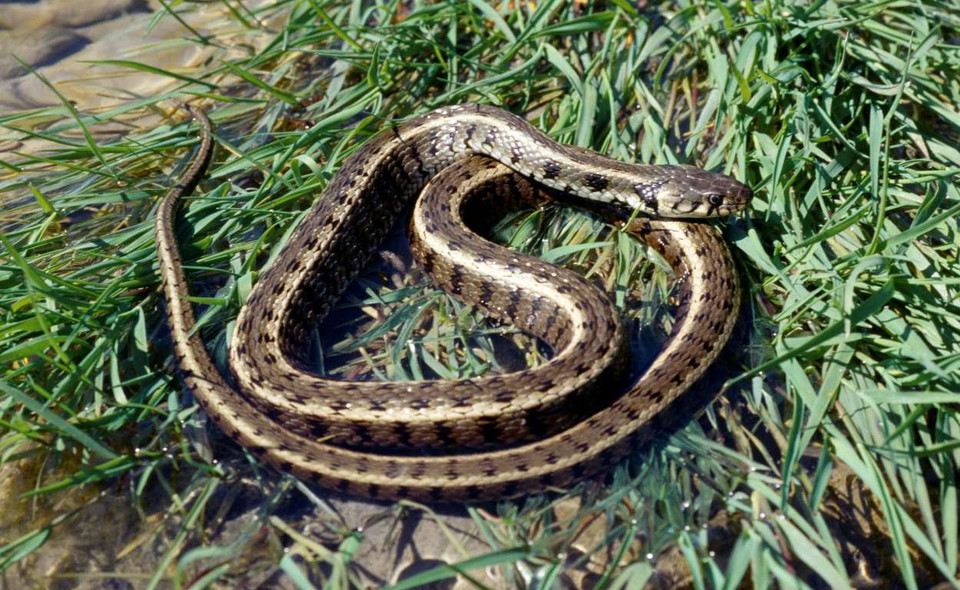 Rắn cỏ và rắn hổ mang có thể giả chết khi đang bị đe dọa. (Nguồn: Getty Images)