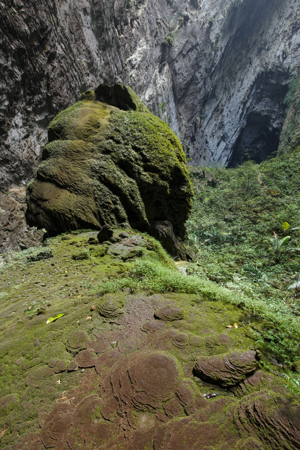 Thảm thực vật bên trong hang. (Ảnh: Ryan Deboodt)