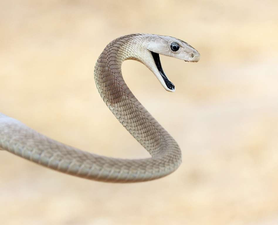 Black Mambas được coi là loài rắn nhanh nhất thế giới. (Nguồn: Getty Images)
