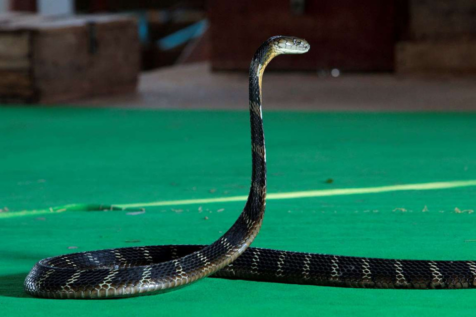 Rắn hổ mang là loài rắn độc nhất thế giới. Chúng có thể dài tới 5,6m. (Nguồn: Getty Images)