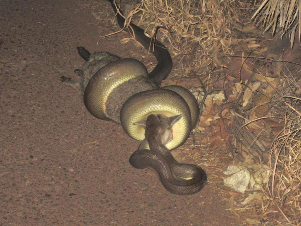 Trăn thường giết con mồi bằng quá trình có tên là co thắt. Nó quấn quanh thân con mồi thật chặt, bóp nghẹt nó đến chết. (Nguồn: Rex)