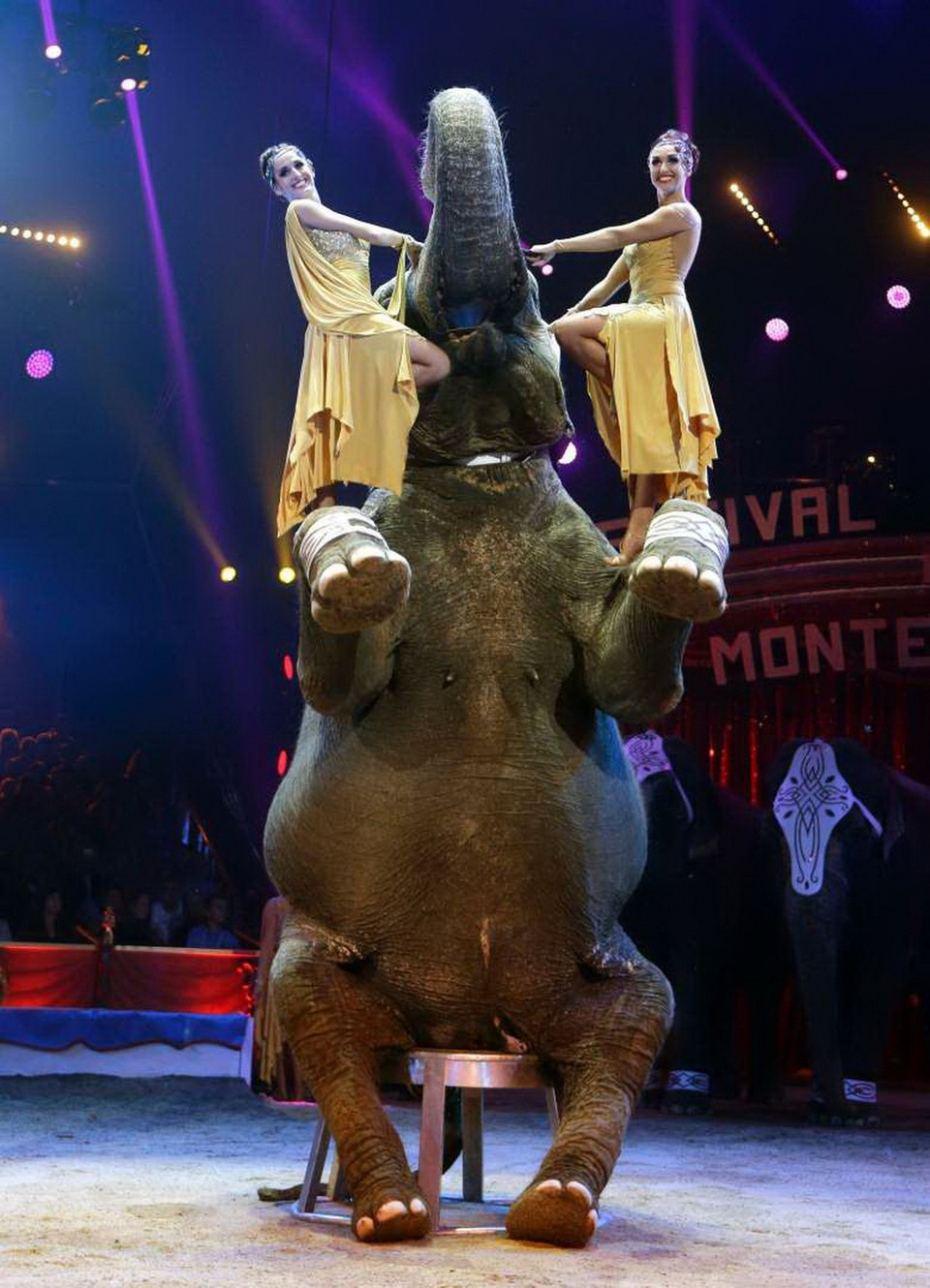 Một chú voi thuộc đoàn Elvis Errani. (Nguồn: Reuters)