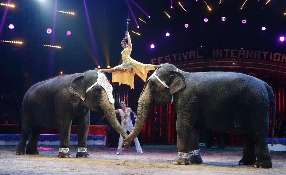 Màn nhào lộn trên không với sự giúp sức của hai chú voi. (Nguồn: Reuters)