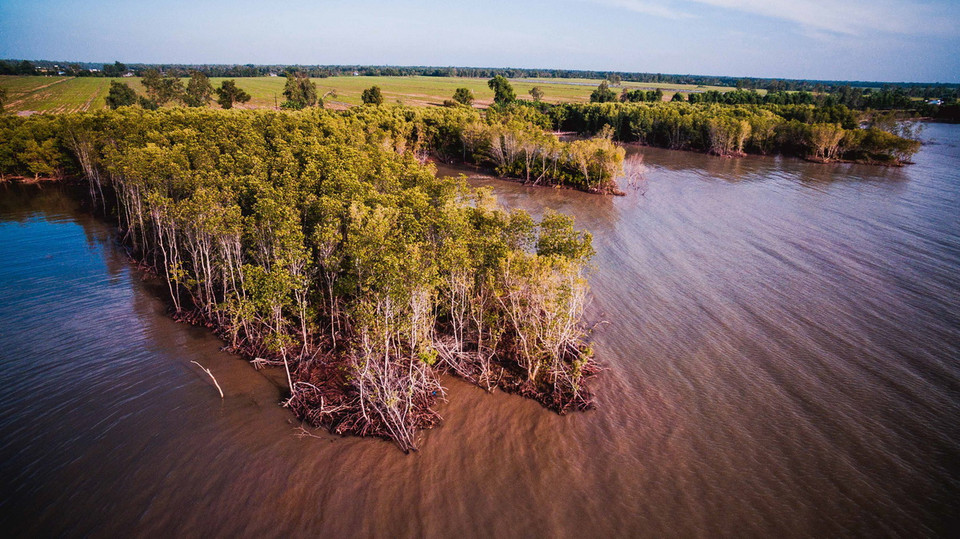 Một vạt rừng phòng hộ ven biển ở xã Khánh Bình Tây, huyện Trần Văn Thời bị xâm thực biển ăn sâu và sạt lở nham nhở. Nguy cơ biến mất rừng phòng hộ này đã hiển hiện trước mắt nếu không có biện pháp ngăn chặn xâm thực biển. (Ảnh: Trọng Đạt/TTXVN)
