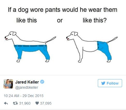 Chó mặc quần như thế nào? (Nguồn: telegraph.co.uk)