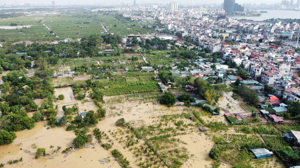 Đến chiều 12/9, nước rút dần, lộ ra những cây đào phủ đỏ phù sa. (Ảnh: Hoàng Hiếu/TTXVN)