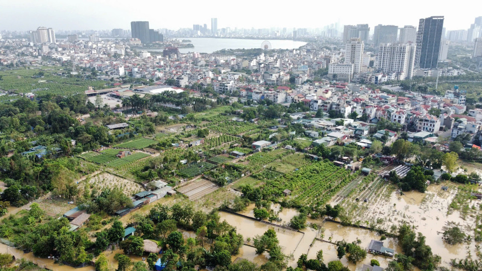 Hình ảnh làng đào Nhật Tân và Phú Thượng chiều 12/9. (Ảnh: Hoàng Hiếu/TTXVN)