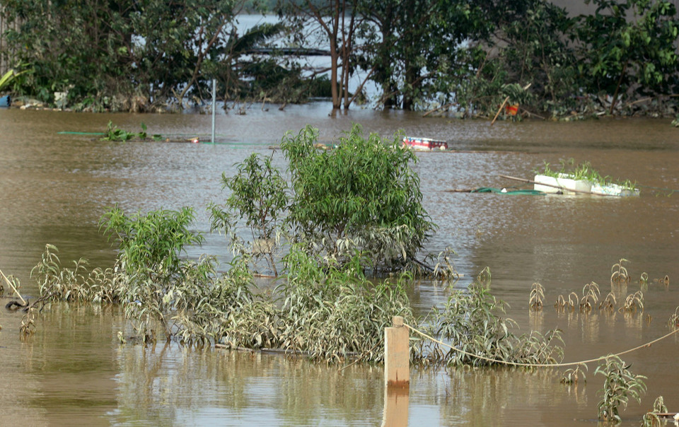 Những gốc đào Phú Thượng chìm trong biển nước, đời sống của người trồng đào gặp vô vàn khó khăn. (Ảnh: Quốc Khánh/TTXVN)