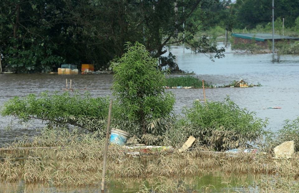 Những gốc đào chìm trong biển nước, đời sống của người trồng đào gặp vô vàn khó khăn. (Ảnh: Quốc Khánh/TTXVN)