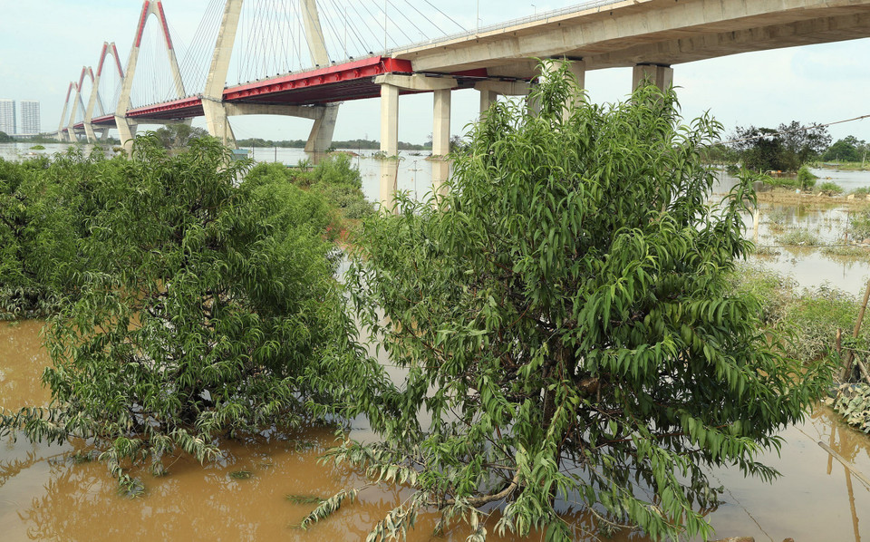 Những gốc đào đang đến kỳ chăm sóc quan trọng cho nở hoa đúng dịp Tết Nguyên đán bị chìm trong biển nước lũ. (Ảnh: Quốc Khánh/TTXVN)