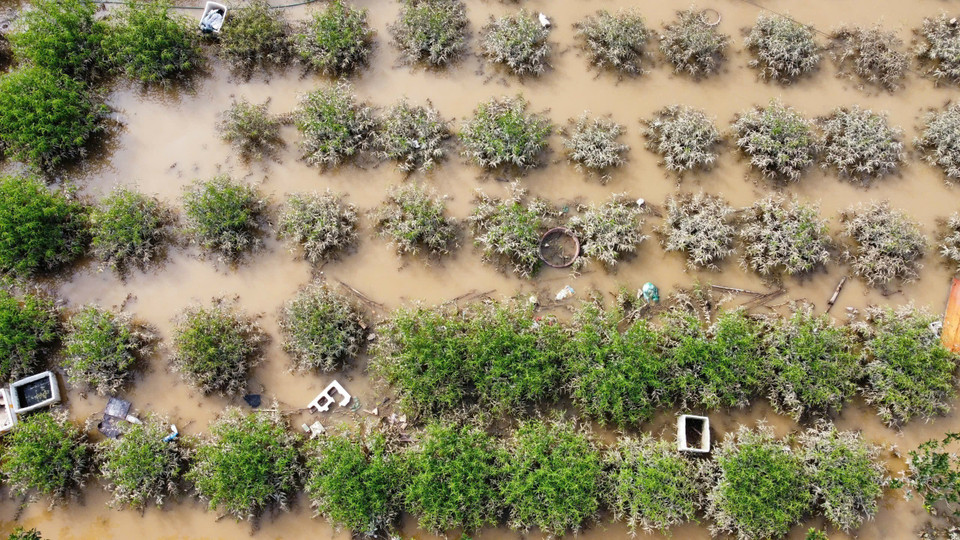 Những cây đào phủ trắng bùn đất khi nước rút. (Ảnh: Hoàng Hiếu/TTXVN)