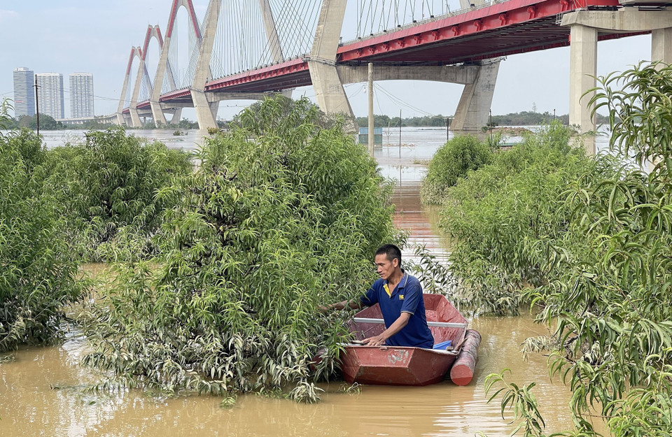 Người trồng đào Phú Thượng chăm sóc những gốc đào bị ngập với hy vọng vớt vát được một vụ đào Tết đầy khó khăn, vất vả. (Ảnh: Quốc Khánh/TTXVN)