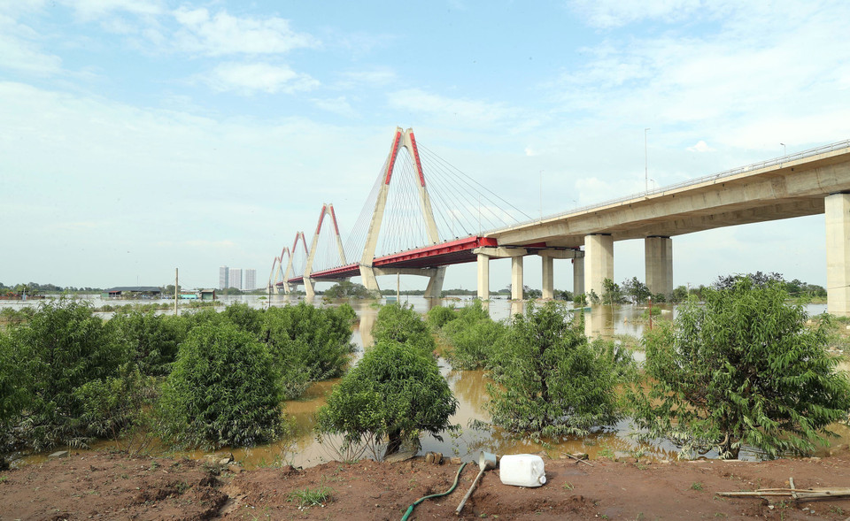 Vườn đào Phú Thượng ngập trong biển nước sau lũ. (Ảnh: Quốc Khánh/TTXVN)