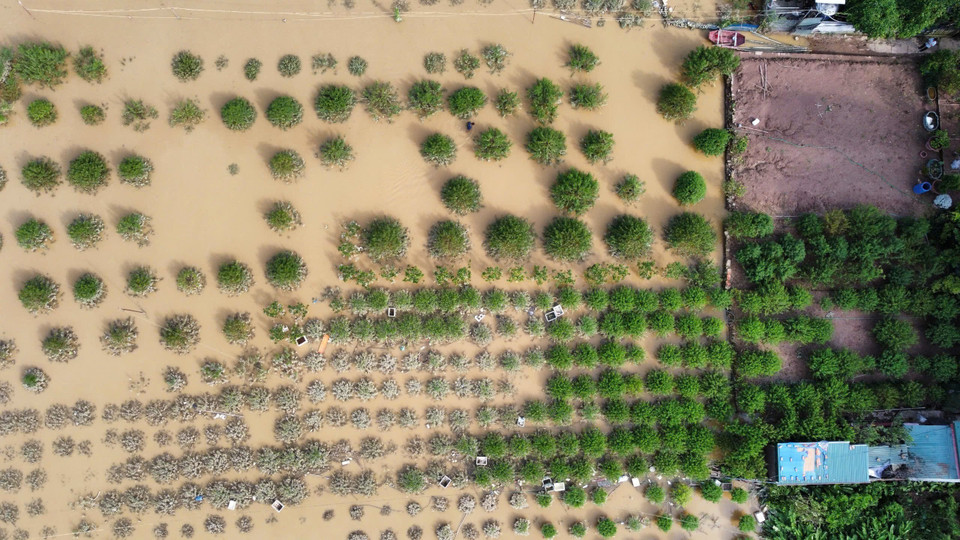 Những cây đào bị ngâm nước từ 2-3 ngày rất dễ bị chết do thối rễ. (Ảnh: Hoàng Hiếu/TTXVN)