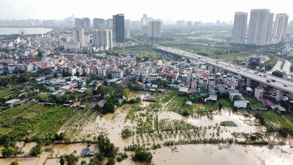 Nhiều khu vực ven sông Hồng làng đào Nhật Tân và Phú Thượng đang ngập chìm trong nước. (Ảnh: Hoàng Hiếu/TTXVN)