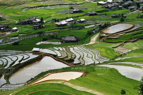 Ở những thửa ruộng bậc thang thấp, gần những con suối, bà con dân tộc Thái xã Cao Phạ đã ứng dụng kỹ thuật trồng lúa nước ngắn ngày để tăng năng suất... (Ảnh: Nguyễn Thắng)