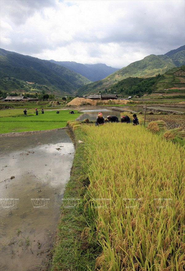 …thậm chí xen lẫn giữa các thửa ruộng đang thu hoạch là các thửa mạ xanh non tạo nên các mảng màu khác biệt, nằm xen kẽ, "tôn" nhau một cách âm thầm họa thành bức tranh sống động của Tây Bắc. (Ảnh: Trọng Chính)