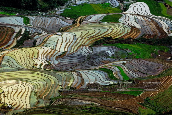 Vào mùa đổ ải, thung lũng Cao Phạ (huyện Mù Cang Chải, Yên Bái) lấp lánh ánh nắng rót vào lòng ruộng bậc thang. Đây cũng là lúc những cánh đồng ruộng bậc thang ở Mù Cang Chải trở nên đẹp kỳ lạ. (Ảnh: Nguyễn Thắng)