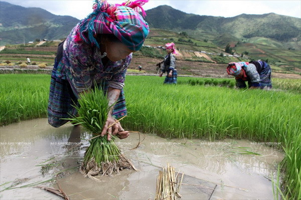 Bà con dân tộc Mông ở xã Cao Phạ nhổ mạ chuẩn bị vụ gieo cấy. (Ảnh: Thông Thiện)