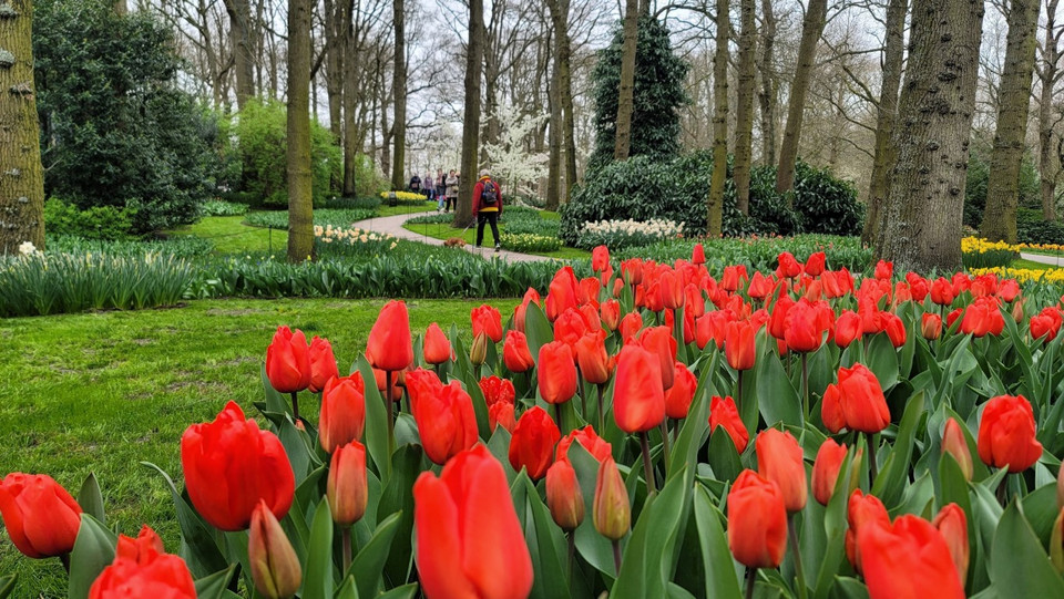 Vườn hoa tulip ở Tây Nam Thủ đô Amsterdam (Hà Lan). (Ảnh: THX/TTXVN)