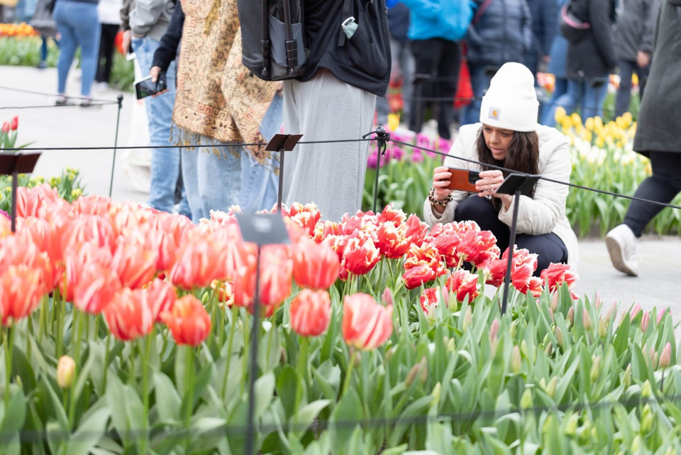 Vườn hoa ở Tây Nam Thủ đô Amsterdam rộng 32ha, với hàng triệu bông tulip đủ màu sắc. (Ảnh: THX/TTXVN)