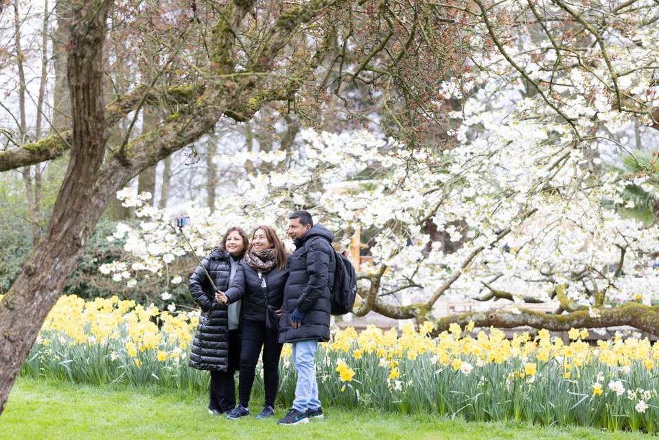 Vườn hoa ở Tây Nam Thủ đô Amsterdam rộng 32ha, với hàng triệu bông tulip đủ màu sắc. (Ảnh: THX/TTXVN)