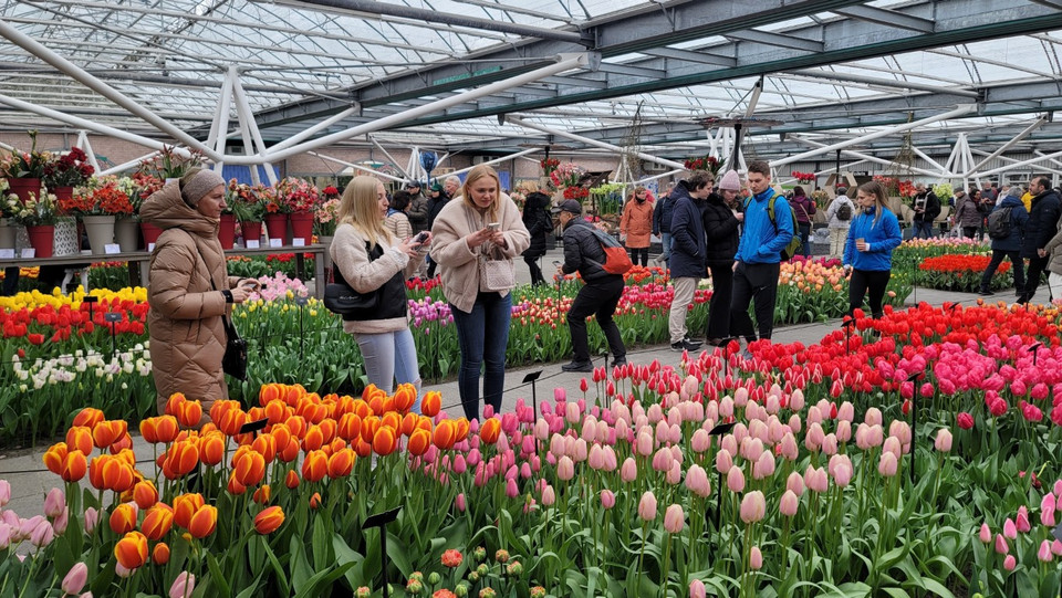 Đây là năm thứ 75 khu vườn này mở cửa đón hàng trăm nghìn du khách đến chiêm ngưỡng hàng triệu bông tulip khoe sắc. (Ảnh: THX/TTXVN)