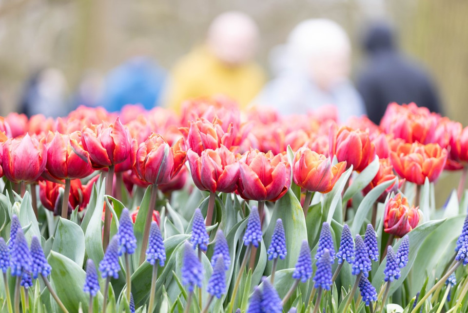 Vườn hoa tulip lớn nhất thế giới Keukenhof mở cửa chào đón khách tham quan từ ngày 21/3/2024 tại thành phố Lisse, miền Tây Hà Lan. (Ảnh: THX/TTXVN)
