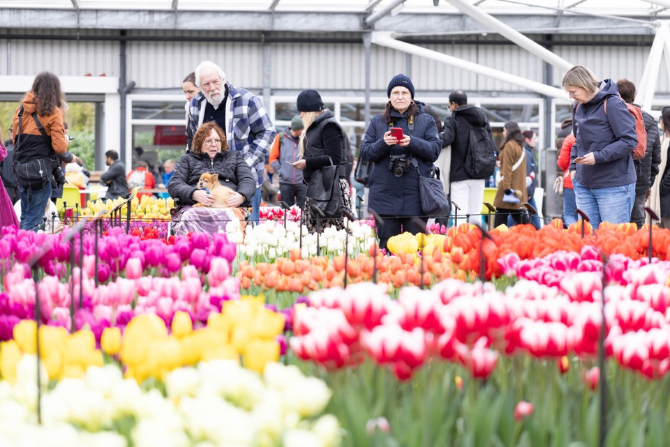 Du khách đến chiêm ngưỡng hàng triệu bông tulip khoe sắc. (Ảnh: THX/TTXVN)