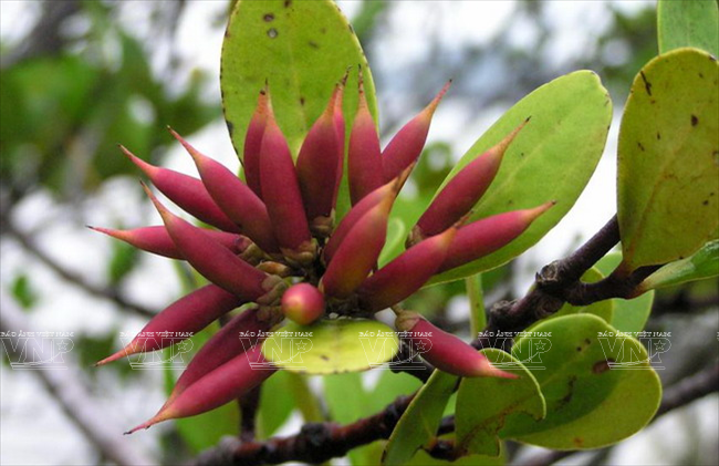 Sú đỏ. (Ảnh: Tư liệu Vườn Quốc gia Côn Đảo)