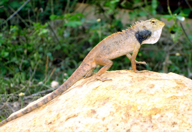 Các loài động vật hoang dã trên Côn Đảo. (Ảnh: Tư liệu Vườn Quốc gia Côn Đảo)