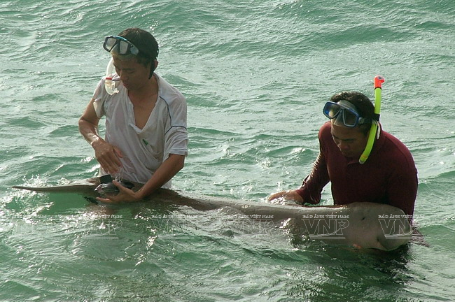 Gắn thiết bị theo dõi định vị vệ tinh cho bò biển trên Côn Đảo. (Ảnh: Tư liệu Vườn Quốc gia Côn Đảo)