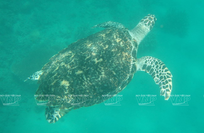 Biển Côn Đảo có hệ động thực vật rất phong phú, trong đó có những loài quý hiếm và đặc hữu. (Ảnh: Tư liệu Vườn Quốc gia Côn Đảo)